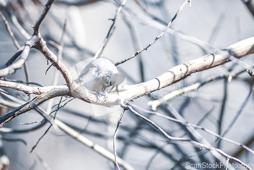 Image of Marsh Tit chickadee resting on a tree branch