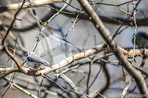 Image of Marsh Tit chickadee resting on a tree branch