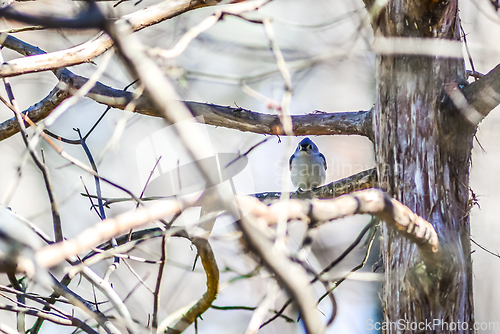 Image of Marsh Tit chickadee resting on a tree branch