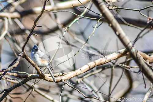 Image of Marsh Tit chickadee resting on a tree branch