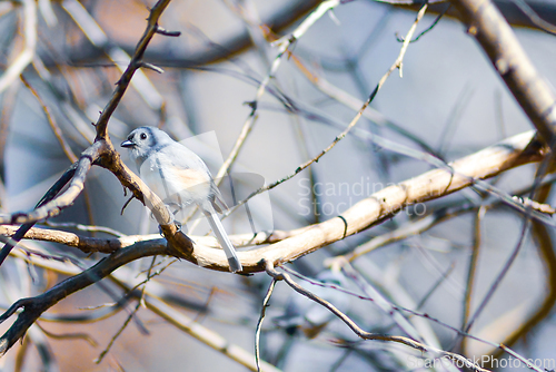 Image of Marsh Tit chickadee resting on a tree branch