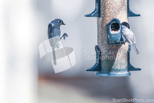 Image of birds feeding and playing at the feeder