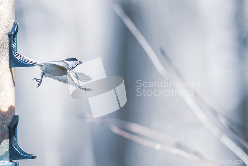 Image of birds feeding and playing at the feeder