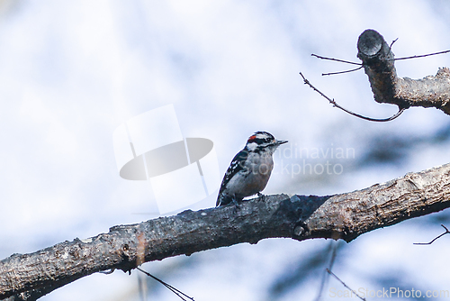 Image of A male downy woodpecker perched on a tree trunk.