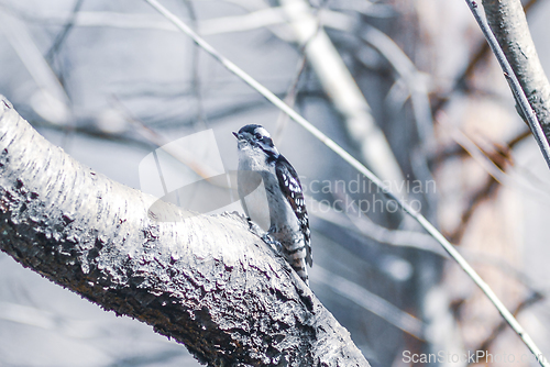 Image of A male downy woodpecker perched on a tree trunk.