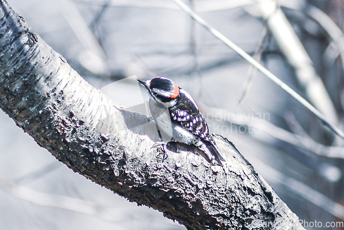 Image of A male downy woodpecker perched on a tree trunk.