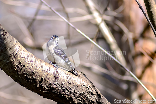 Image of A male downy woodpecker perched on a tree trunk.