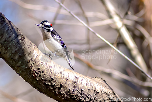 Image of A male downy woodpecker perched on a tree trunk.