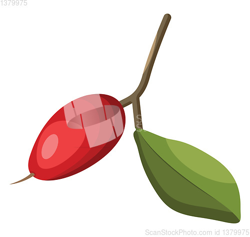 Image of Cartoon of a red miraclefruit with green leaf on a branch vector