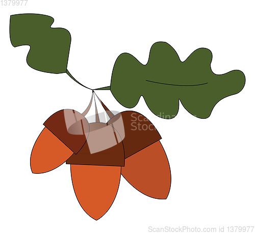 Image of Three brown acorn vector illustration on white acorn