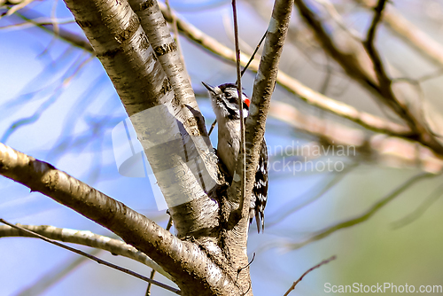 Image of A male downy woodpecker perched on a tree trunk.