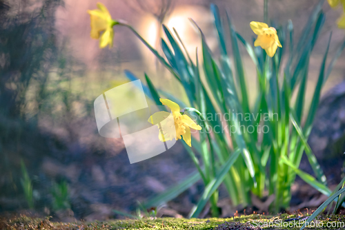 Image of Narcissus blooming in nature near a tree