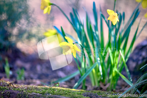 Image of Narcissus blooming in nature near a tree
