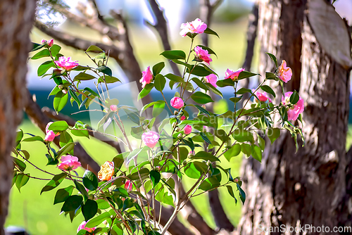 Image of Pink camelia flowers growing in the home garden, close up shot