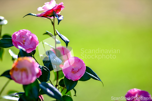 Image of Pink camelia flowers growing in the home garden, close up shot