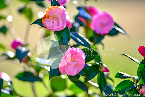 Image of Pink camelia flowers growing in the home garden, close up shot