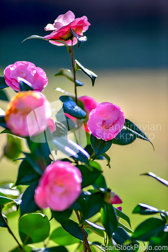 Image of Pink camelia flowers growing in the home garden, close up shot