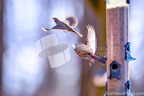 Image of backyard birds around bird feeder