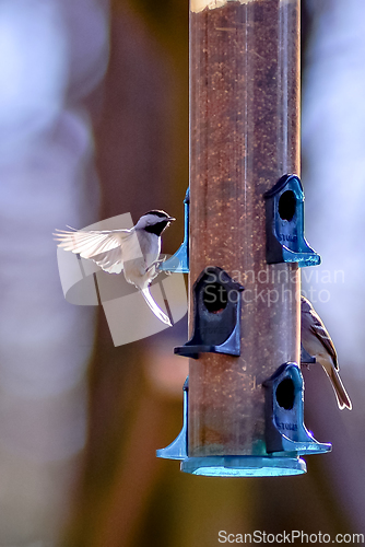 Image of backyard birds around bird feeder