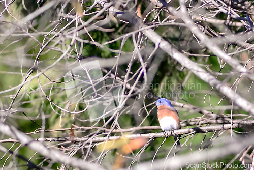 Image of Tickell's blue-flycatcher bird