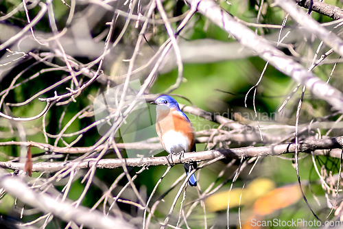 Image of Tickell's blue-flycatcher bird