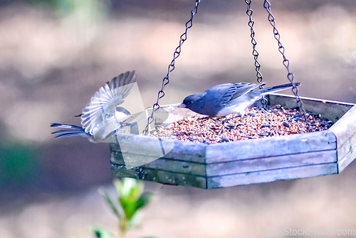 Image of backyard birds around bird feeder