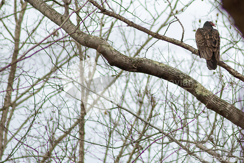 Image of vulture birds resting on tree after a good meal