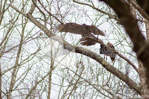 Image of vulture birds resting on tree after a good meal