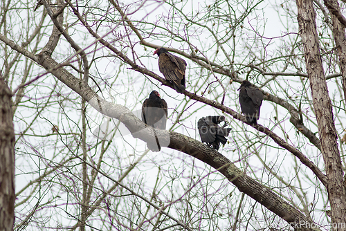 Image of vulture birds resting on tree after a good meal