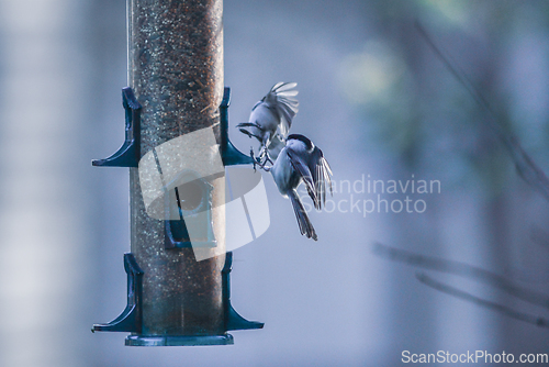 Image of backyard birds around bird feeder