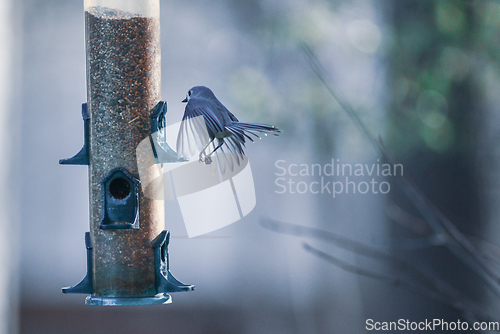 Image of backyard birds around bird feeder