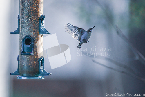 Image of backyard birds around bird feeder