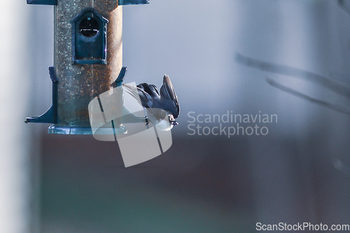 Image of backyard birds around bird feeder