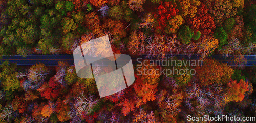 Image of aerial view of colorful trees in a neighborhood before sunset