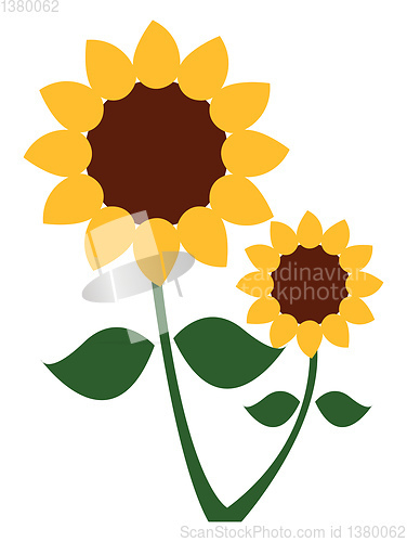 Image of A sunflower plant with two flower heads vector or color illustra