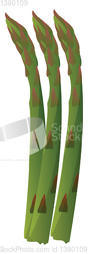 Image of Green asparagus vector illustration of vegetables on white backg