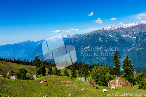 Image of Horses in mountains. Himachal Pradesh, India