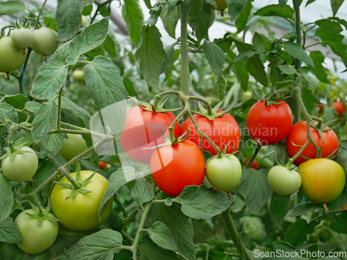 Image of Ripe red and ripening green and yellowish tomatoes hanging on th