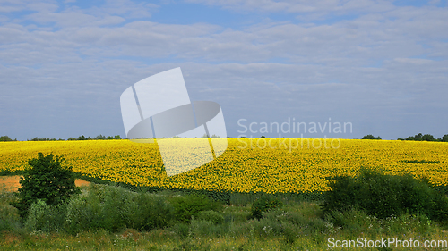 Image of Rural Landscape with Sunfower Field in Ukraine