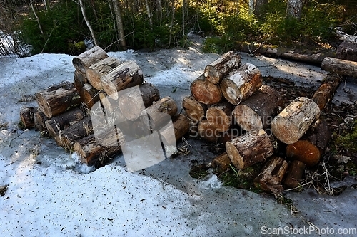 Image of stacks of firewood on the snow in the forest