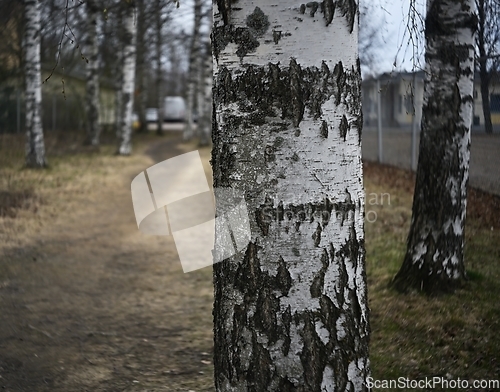 Image of birches in the park  in spring 