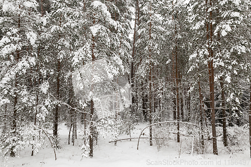 Image of Winter landscape