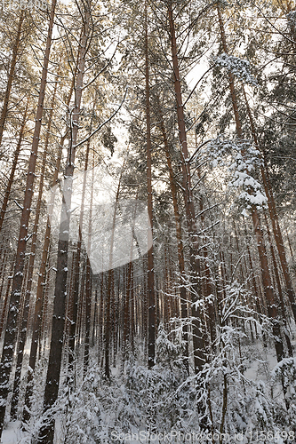 Image of Winter forest,