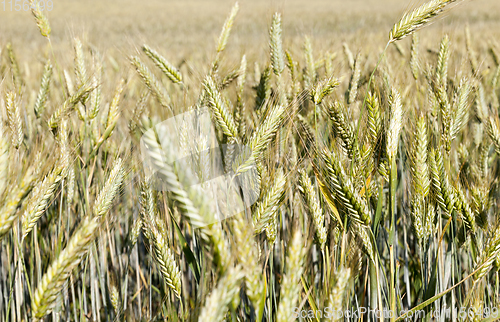 Image of field ripening wheat