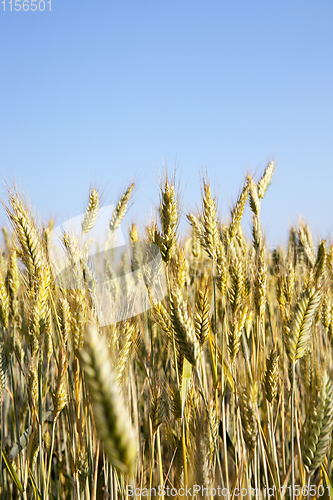 Image of unripe cereal