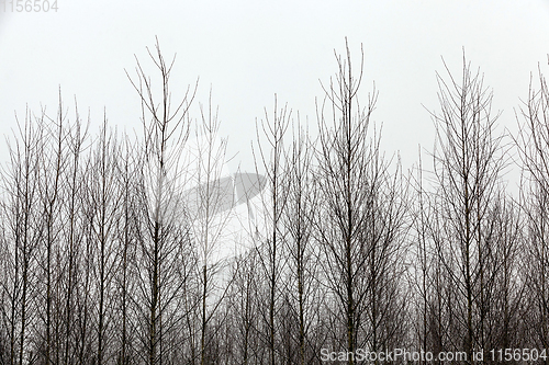 Image of Trees in winter