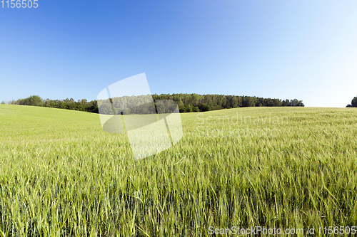 Image of wheat green field