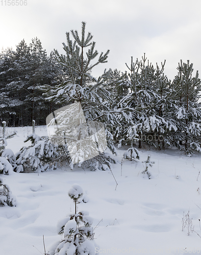 Image of Snow in winter