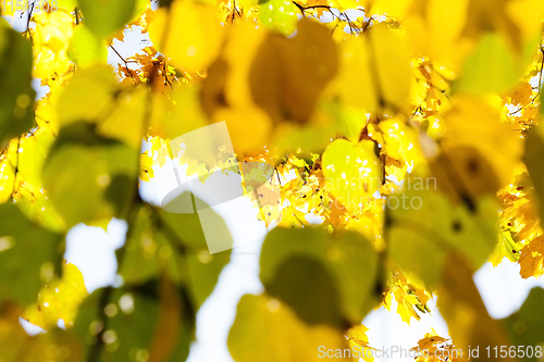 Image of yellowed maple trees