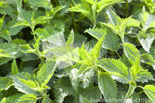 Image of beautiful fresh green nettle